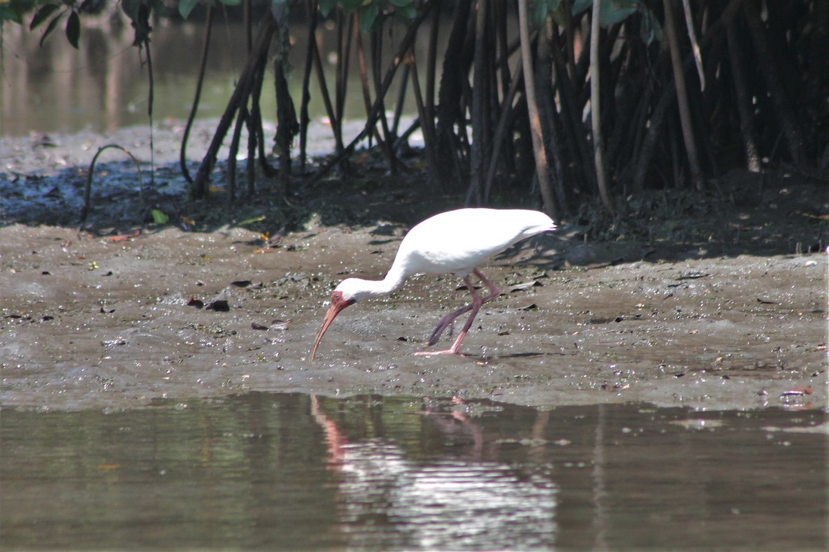 White Ibis - ML608821493