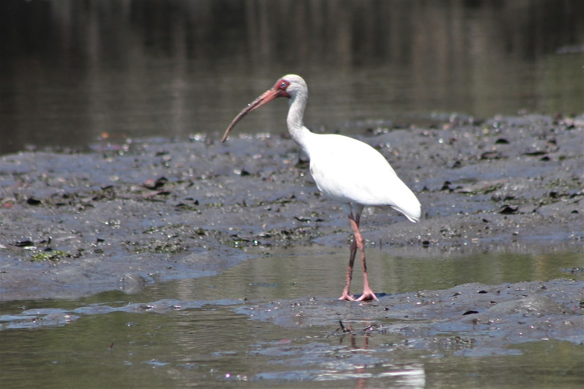 White Ibis - ML608821498