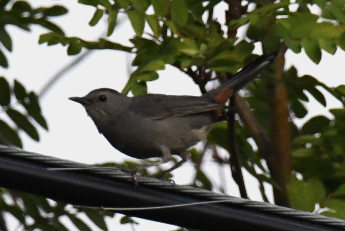 Gray Catbird - ML608821518