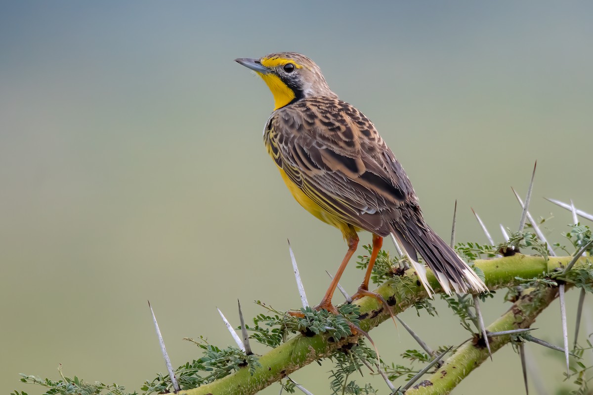 Yellow-throated Longclaw - ML608821543