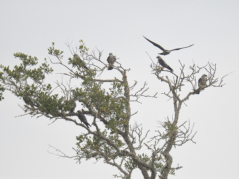 Mississippi Kite - Joseph Kennedy