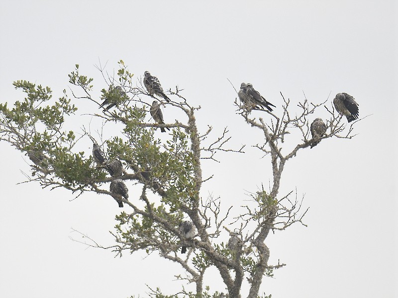 Mississippi Kite - ML608821558