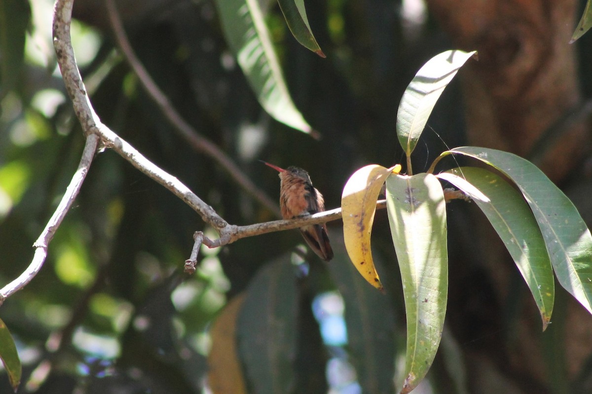 Cinnamon Hummingbird - ML608821564