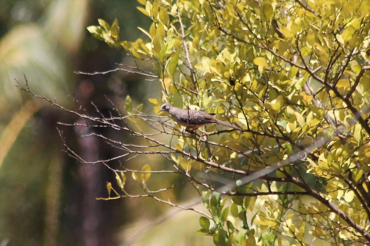 Inca Dove - ML608821586