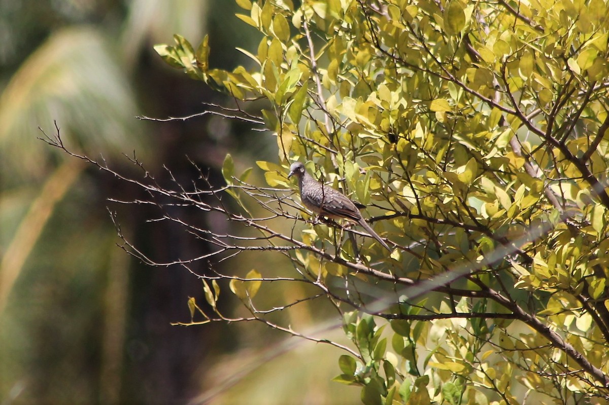 Inca Dove - ML608821587