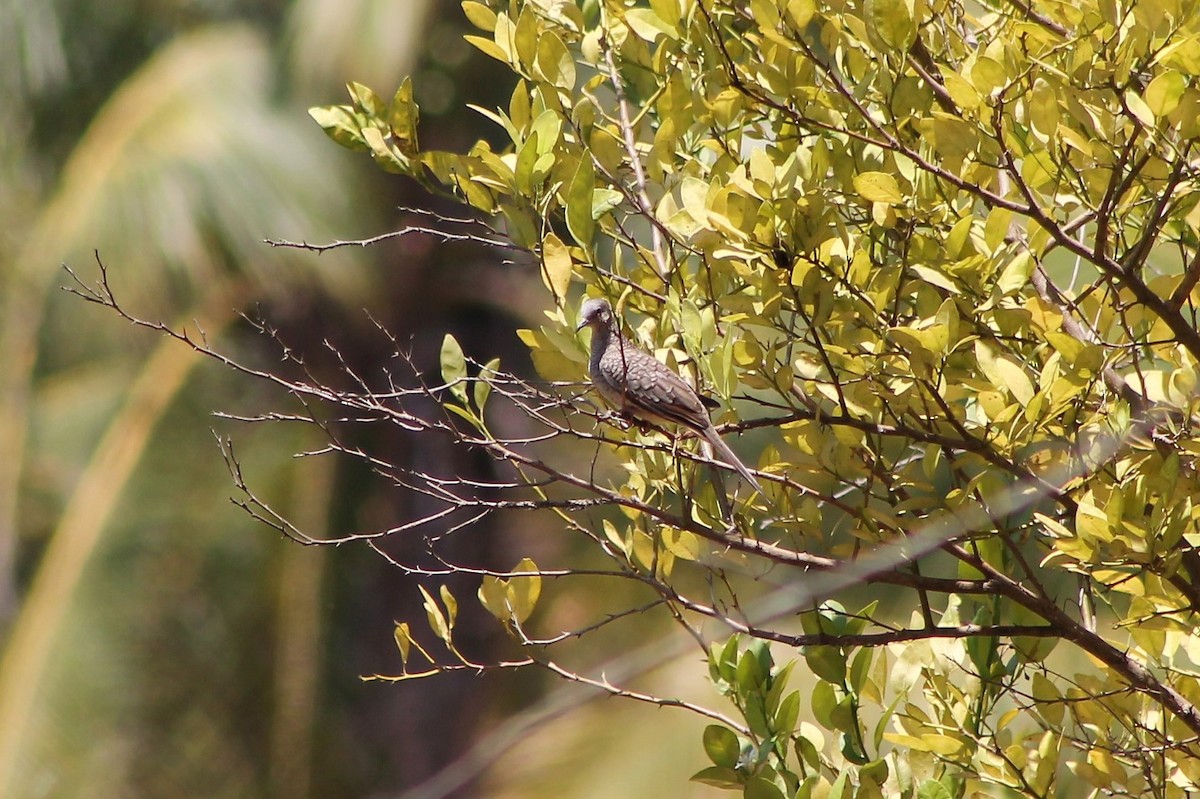 Inca Dove - ML608821588