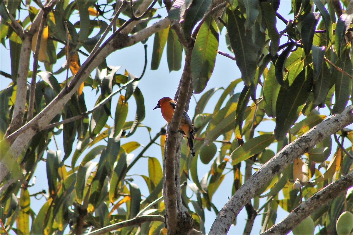 Streak-backed Oriole - ML608821597