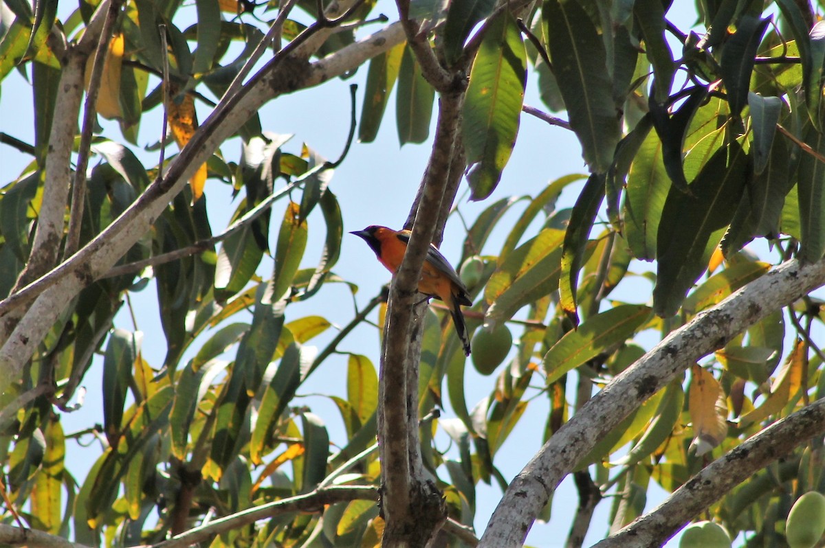 Streak-backed Oriole - ML608821599