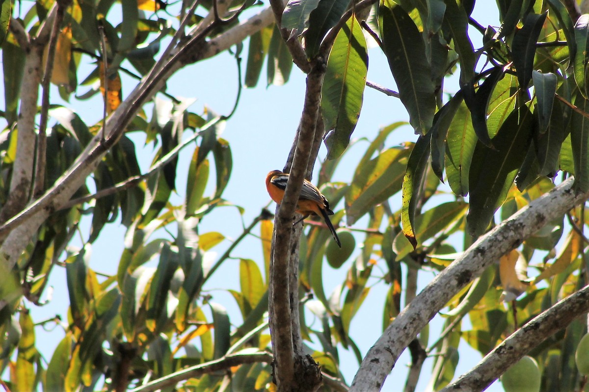 Streak-backed Oriole - ML608821600