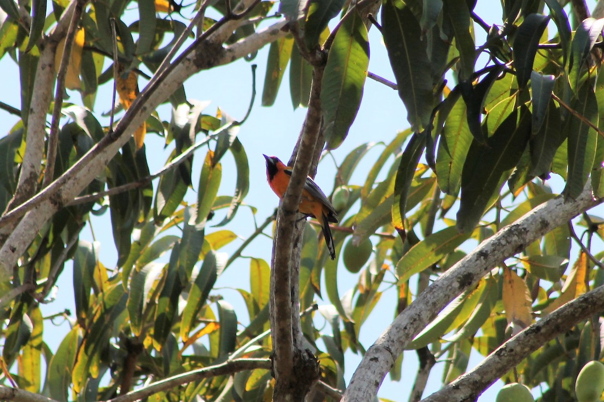 Streak-backed Oriole - ML608821601