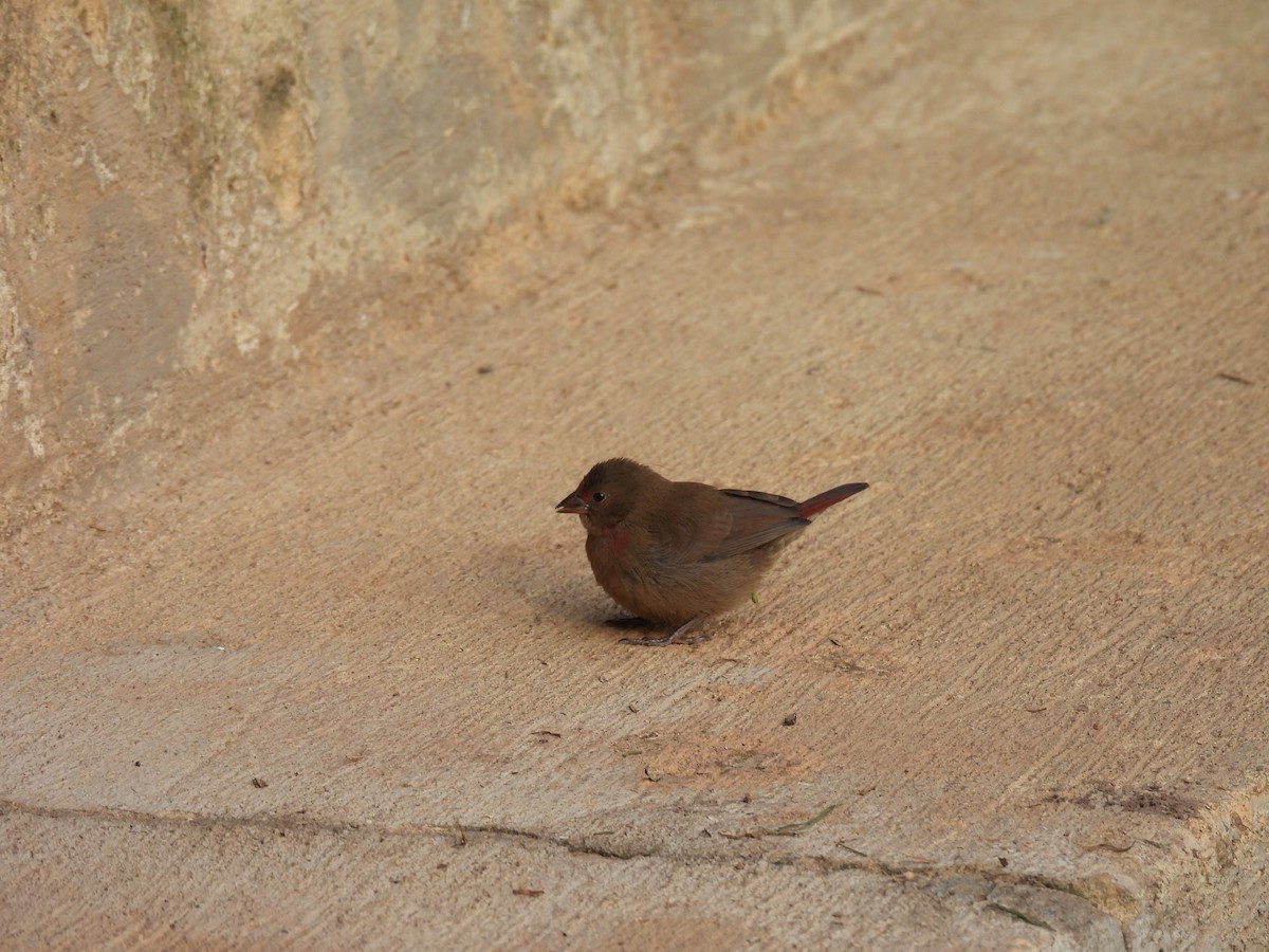 African Firefinch - ML608821648