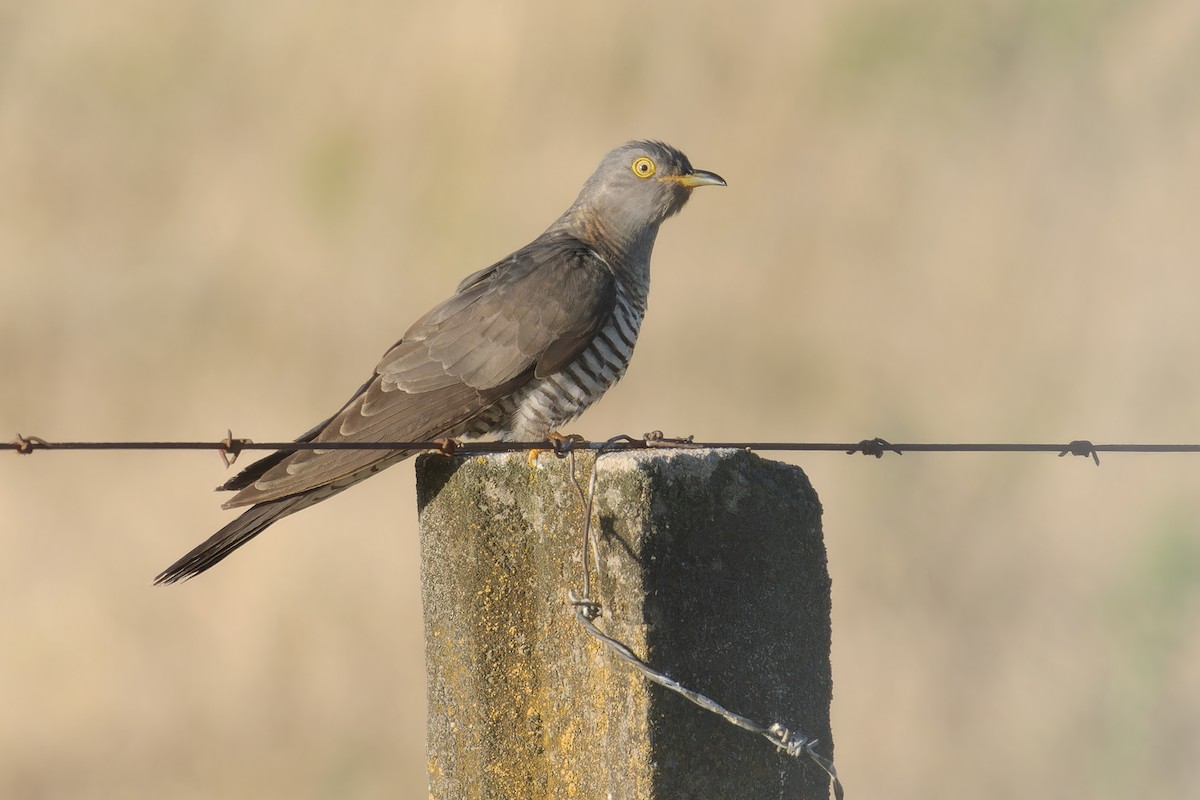 Common Cuckoo - ML608821850