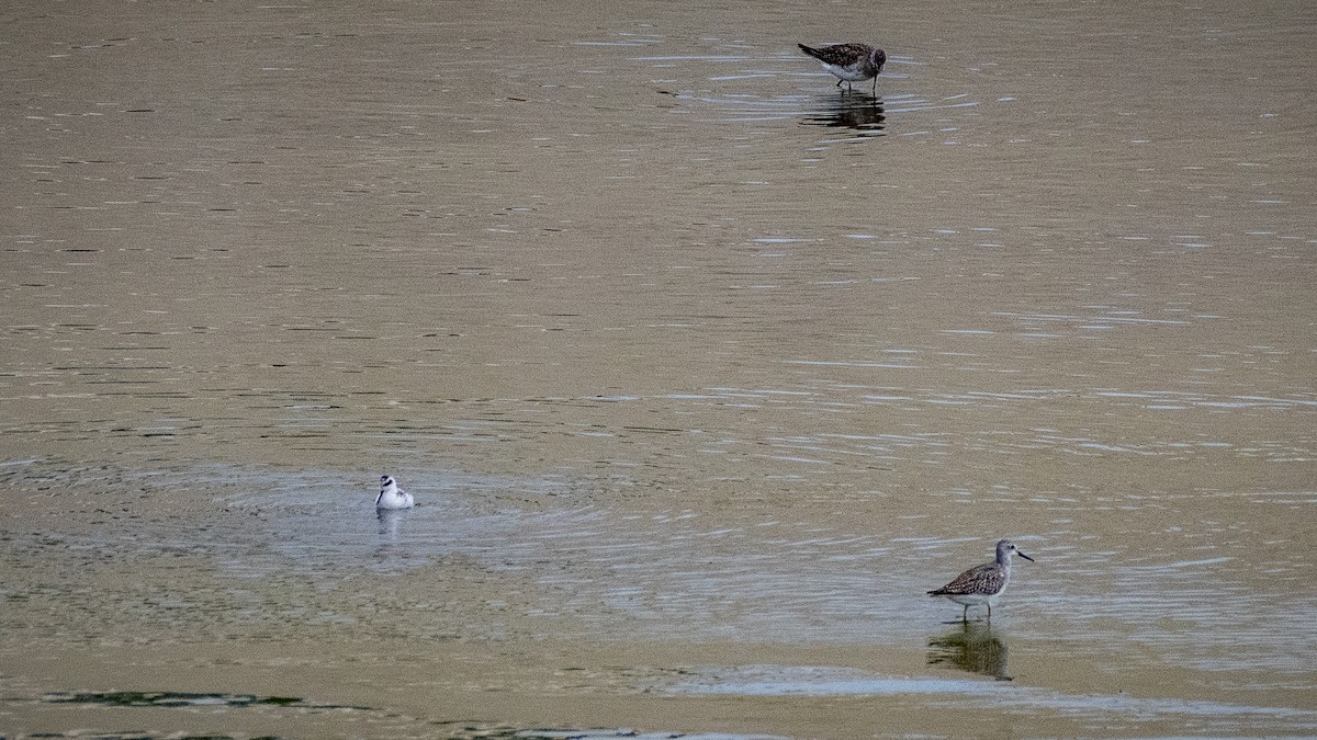 gulbeinsnipe - ML608821870