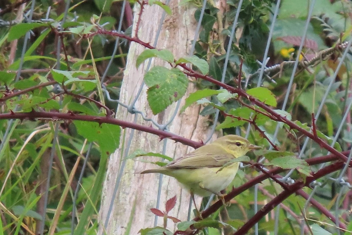 Willow Warbler - ML608821890