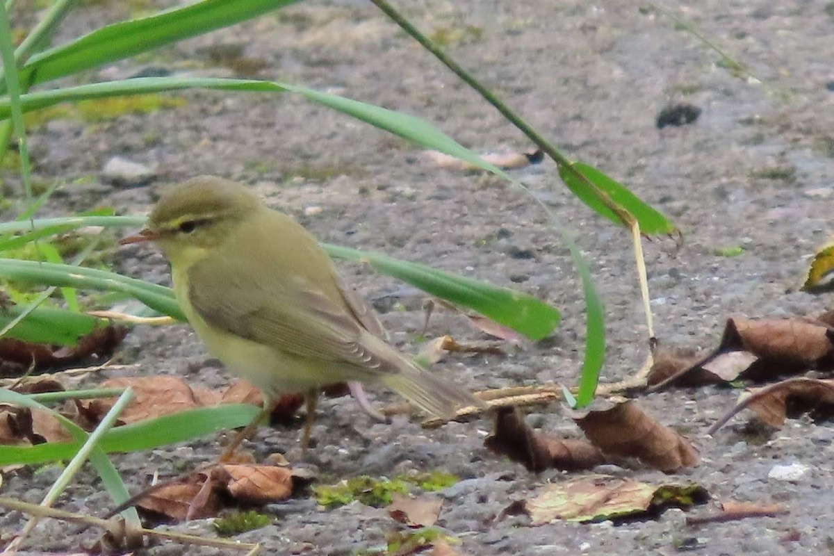 Willow Warbler - ML608821891