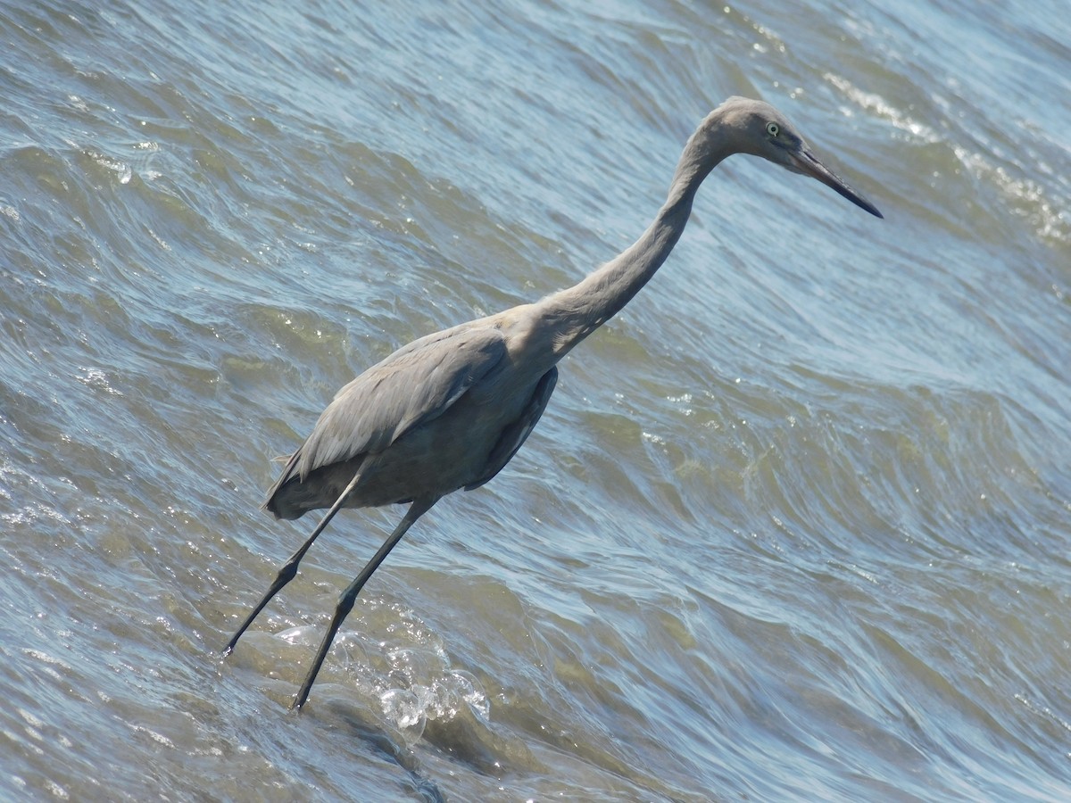 Reddish Egret - ML608821980