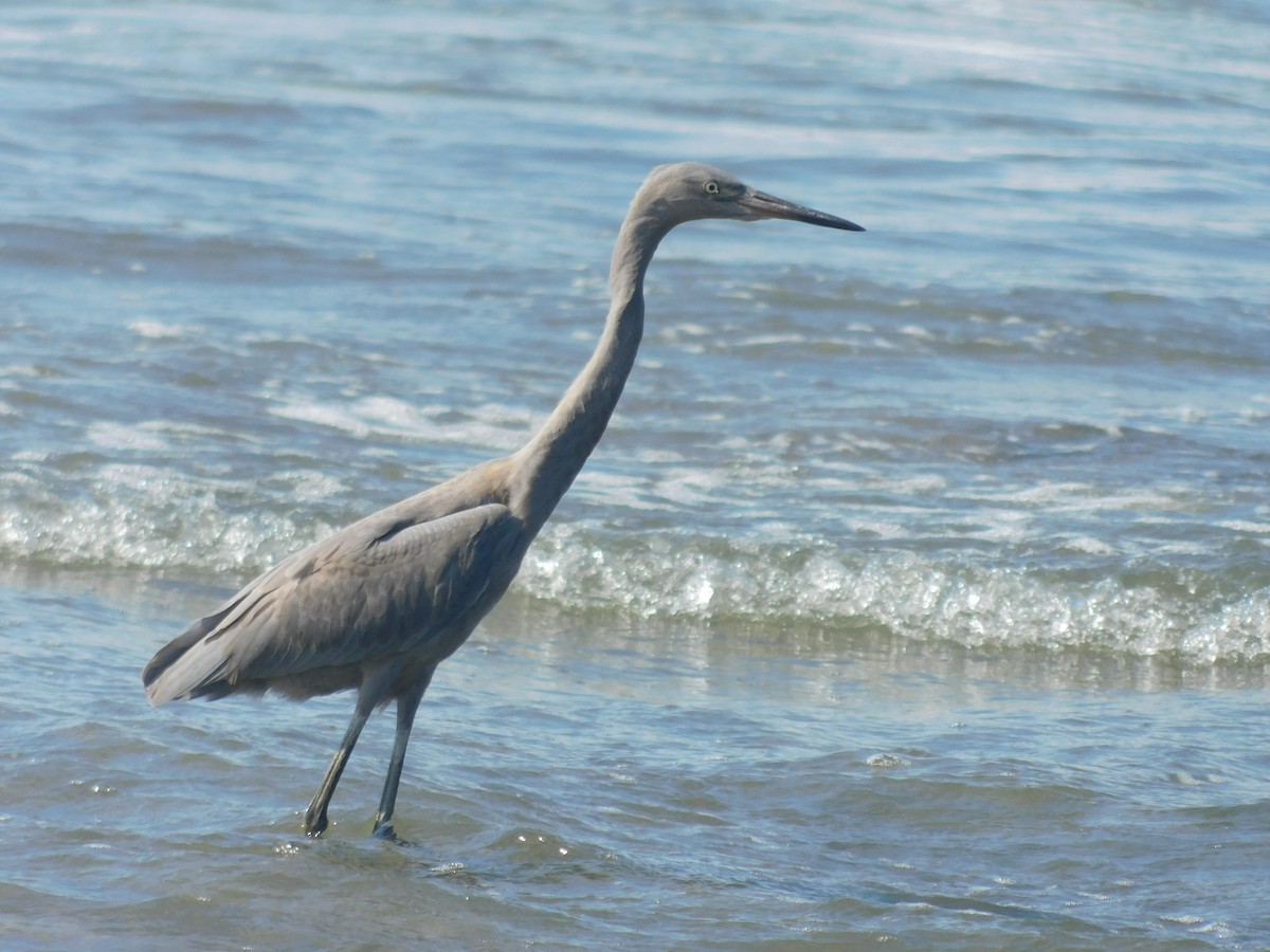 Reddish Egret - ML608822003