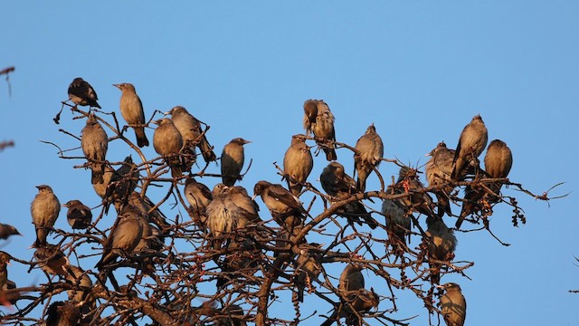 Wattled Starling - ML608822014