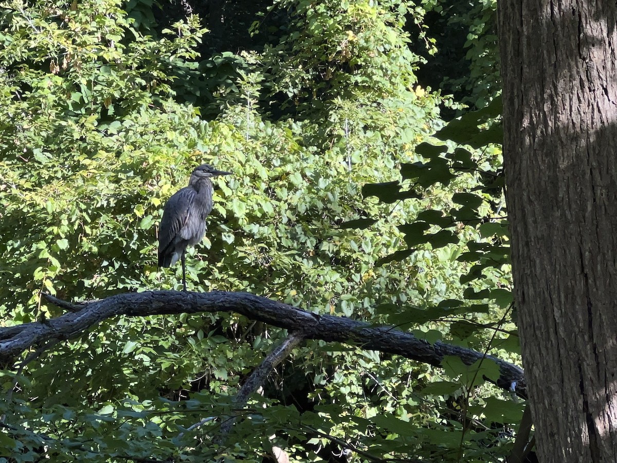 Great Blue Heron - ML608822132