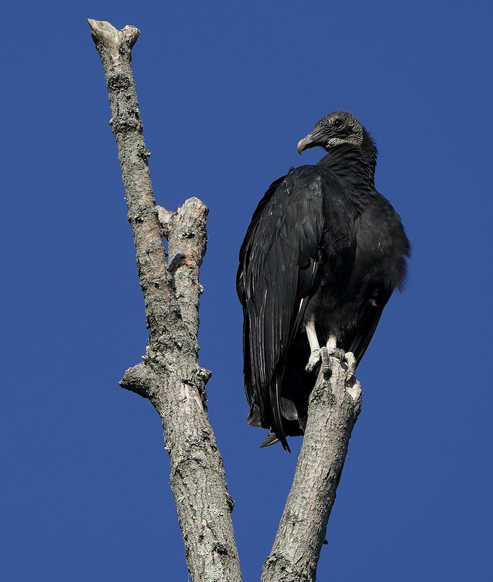 Black Vulture - Lee Funderburg