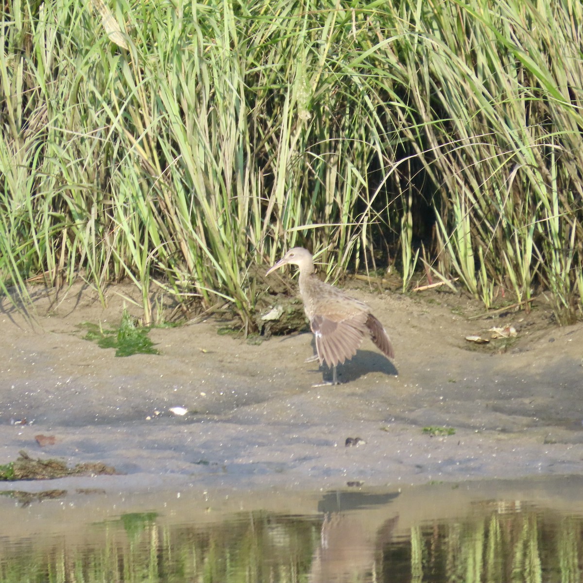 Clapper Rail - ML608822259