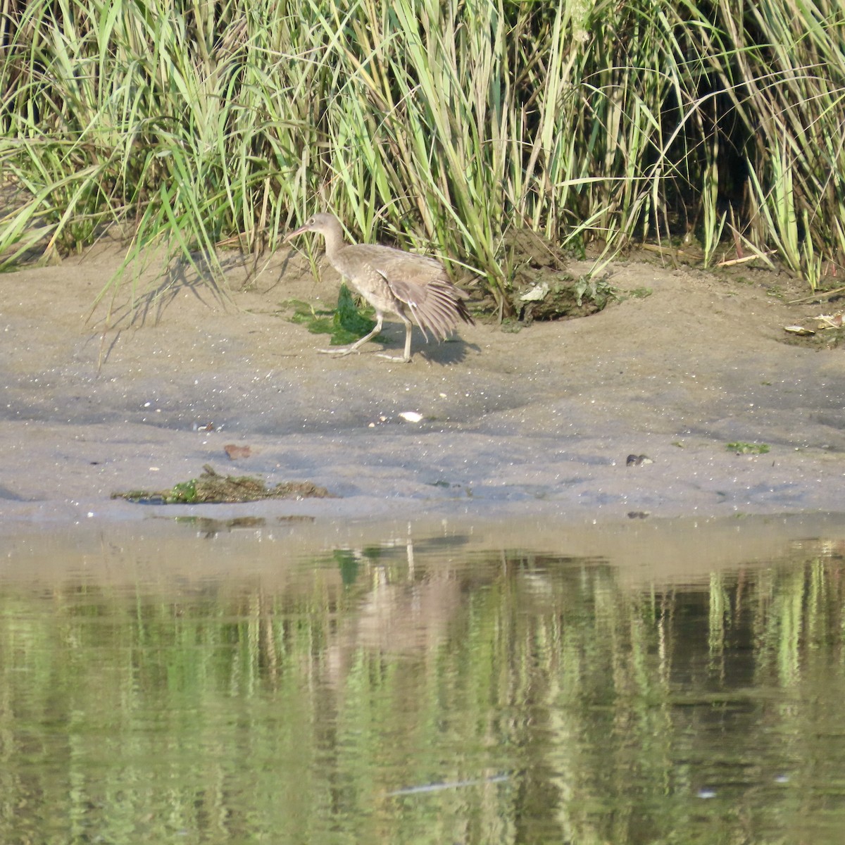 Clapper Rail - ML608822260