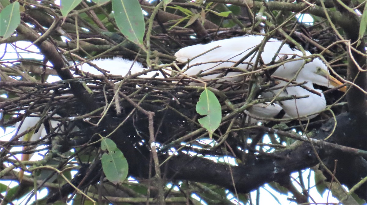 Great Egret - ML608822410