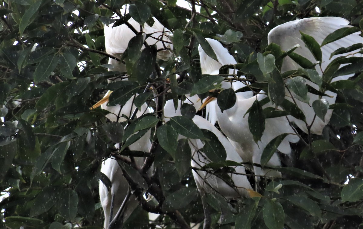 Great Egret - ML608822414