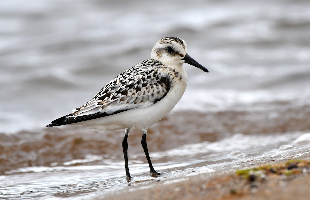 Bécasseau sanderling - ML608822436