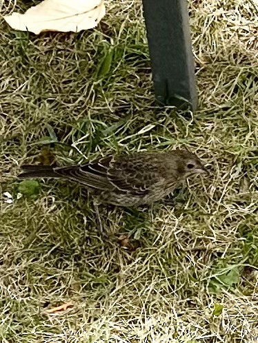 Brown-headed Cowbird - ML608822491