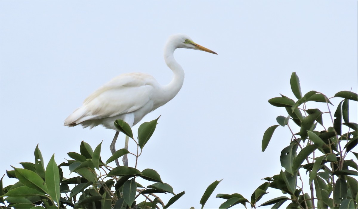 Great Egret - ML608822495