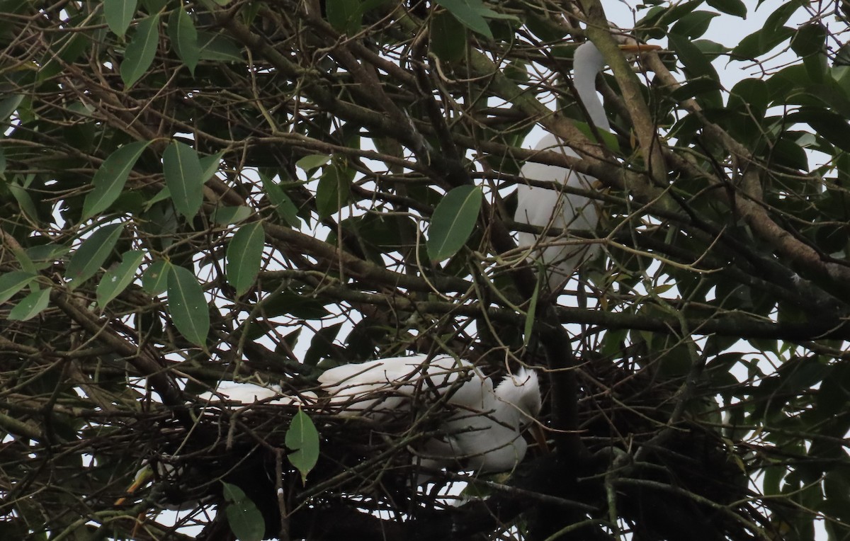 Great Egret - ML608822496