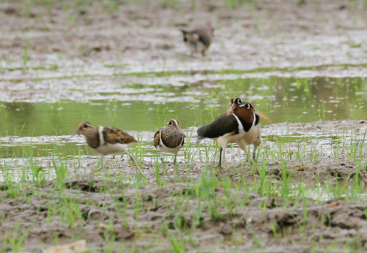 Greater Painted-Snipe - ML60882251