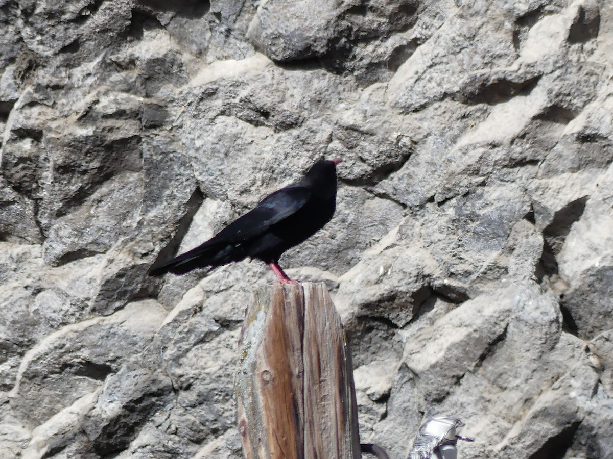 Red-billed Chough - ML608822526