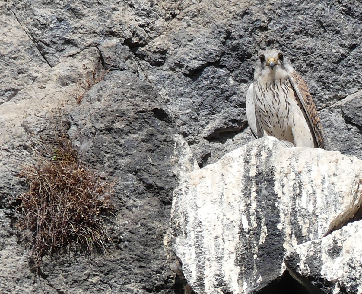 Eurasian Kestrel - ML608822533