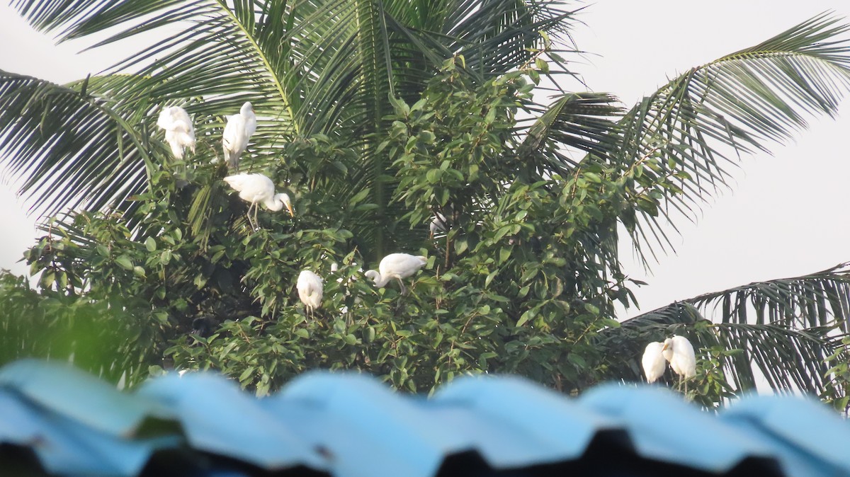 Great Egret - Sunita Dighe