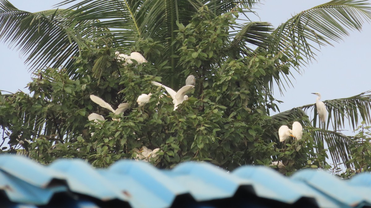 Great Egret - ML608822604