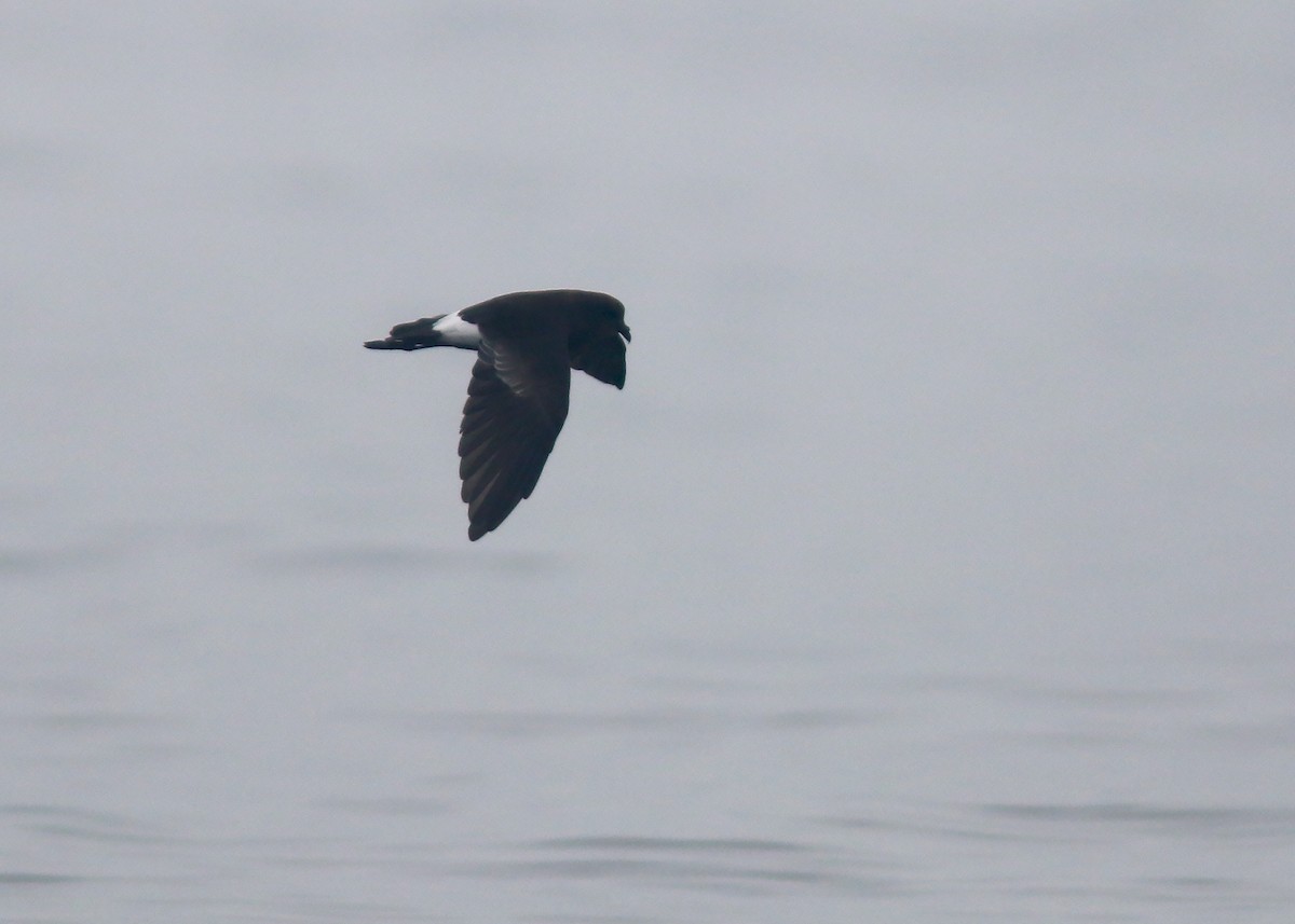 Wilson's Storm-Petrel - ML608822724