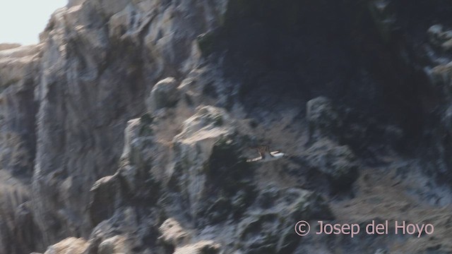 Peruvian Booby - ML608822830