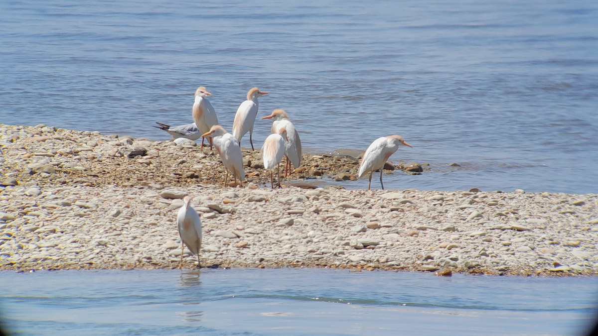Western Cattle-Egret - ML608822879