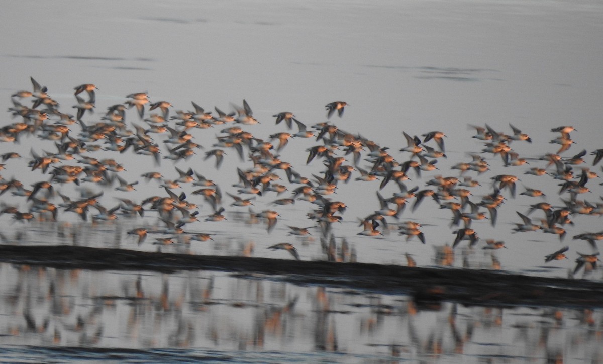 Calidris sp. (peep sp.) - ML608822933