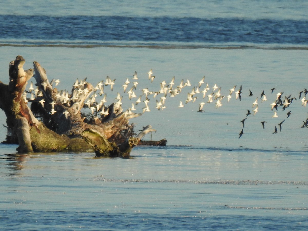 tanımsız küçük kumkuşu (Calidris sp.) - ML608822974