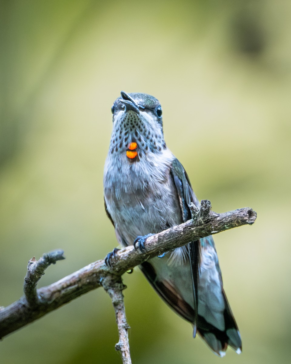 Ruby-throated Hummingbird - ML608823034