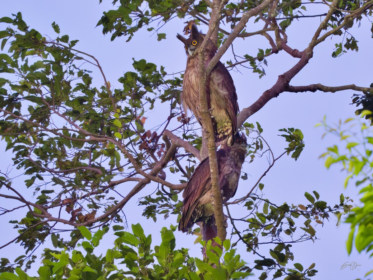 Dusky Eagle-Owl - ML608823115