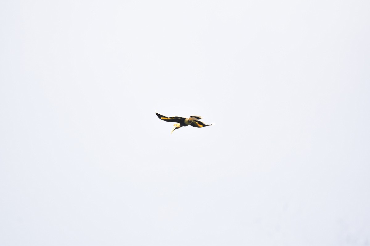 Great Hornbill - Bright Roy