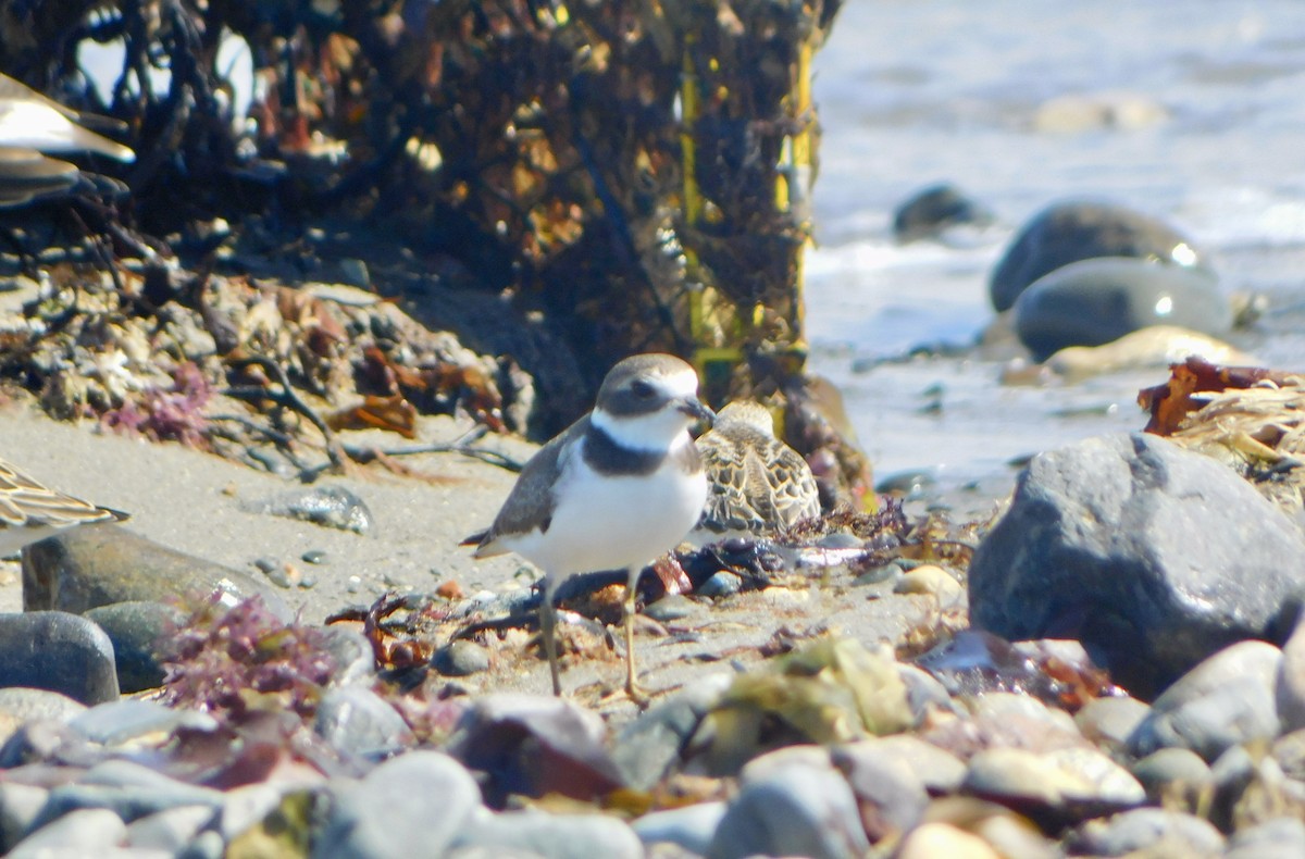 Semipalmated Plover - ML608823183