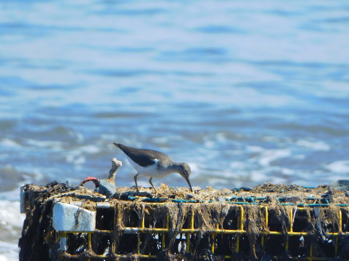 Spotted Sandpiper - ML608823194