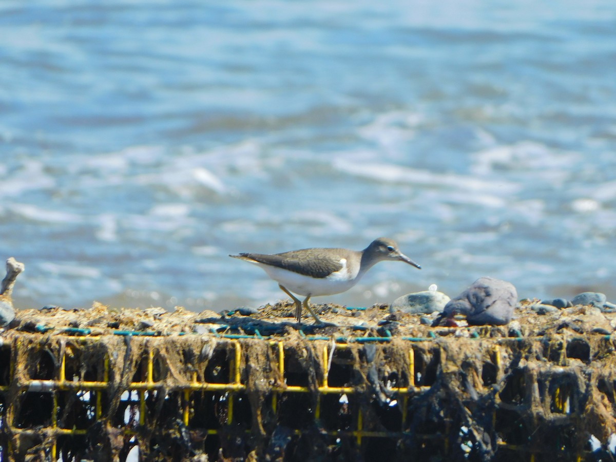 Spotted Sandpiper - ML608823197