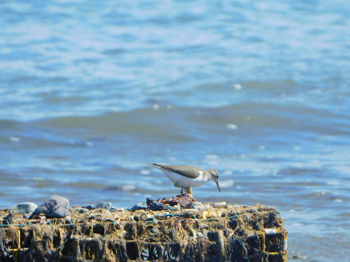 Spotted Sandpiper - ML608823198