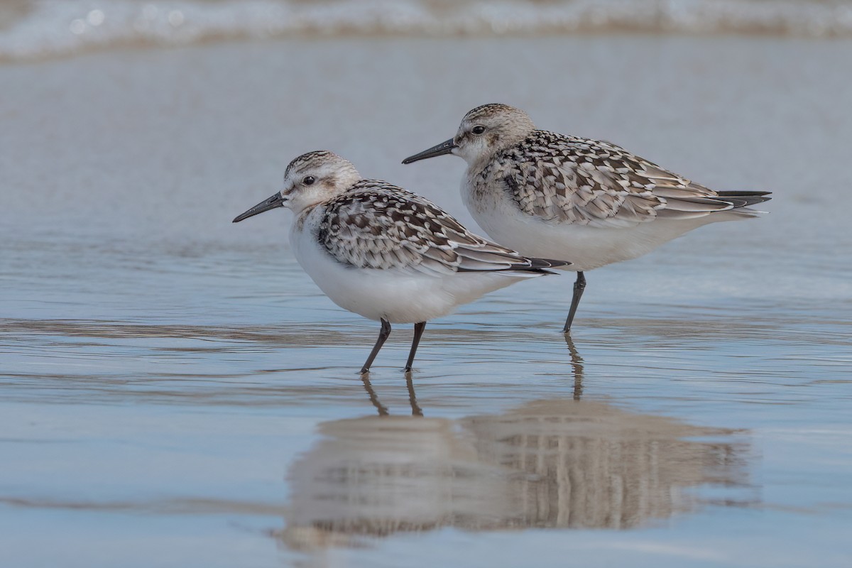 Sanderling - Arthur Quinlan